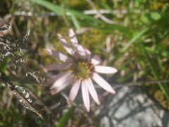 Echinacea tennesseensis