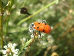 Trichodes octopunctatus