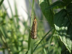 Chrysocramboides craterella