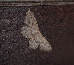 Idaea seriata