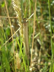 Creoleon lugdunensis