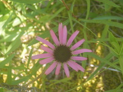 Echinacea tennesseensis