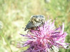 Tropinota squalida