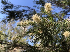 Melaleuca bracteata