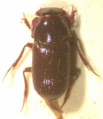 Euparia castanea