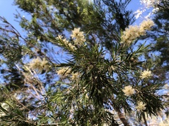 Melaleuca bracteata