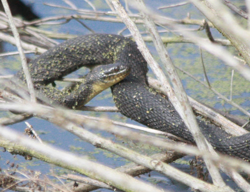 Nerodia cyclopion