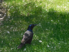 Quiscalus quiscula