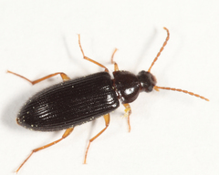 Mycetochara bicolor