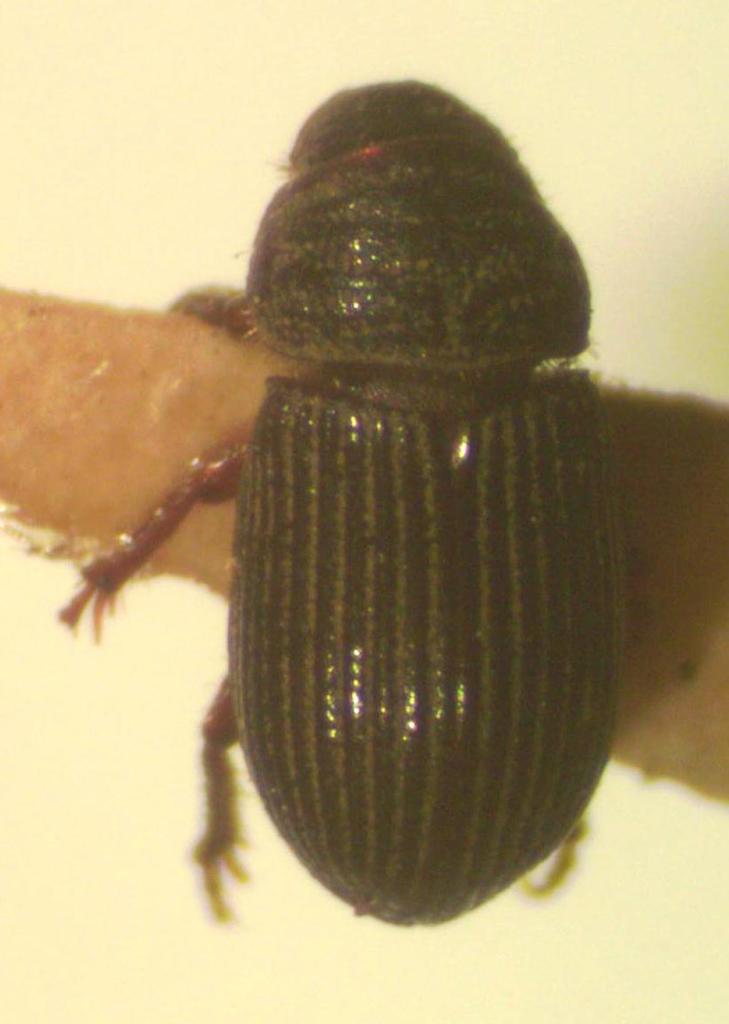 Neopsammodius