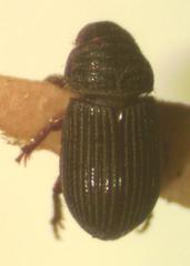 Neopsammodius blandus