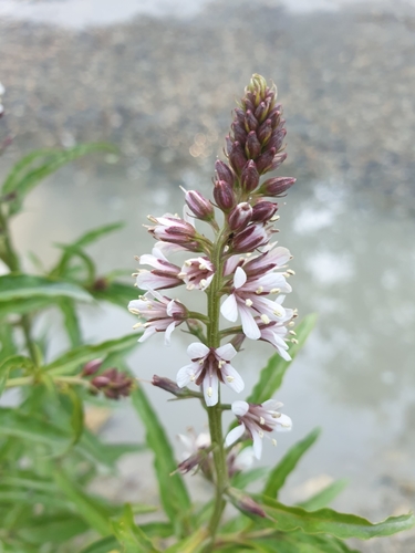 Image of Lysimachia dubia by (c) Алена Ручка, some rights reserved (CC BY)