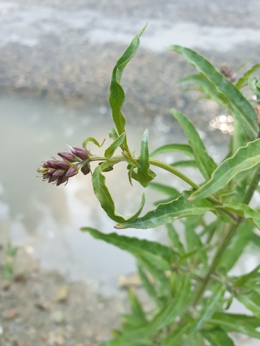 Image of Lysimachia dubia by (c) Алена Ручка, some rights reserved (CC BY)