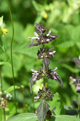 Betonica officinalis