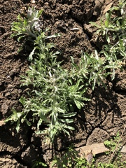 Gnaphalium polycaulon