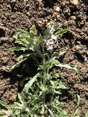 Gnaphalium polycaulon