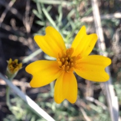 Tagetes linifolia