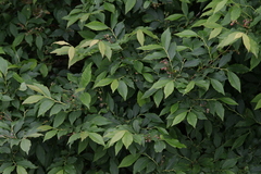 Vaccinium simulatum