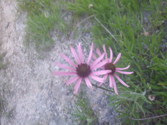 Echinacea tennesseensis