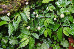Elatostema hypoglaucum