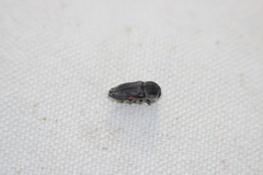 Paratyndaris acaciae