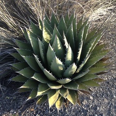 Agave horrida