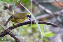 Yellow-Eared Bulbul photo 2