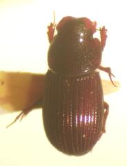 Parataenius simulator