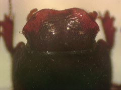 Parataenius simulator