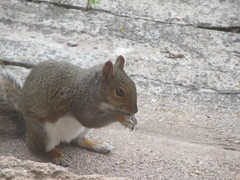 Sciurus carolinensis
