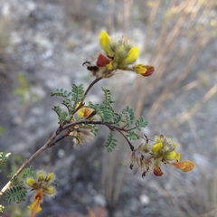 Dalea lutea