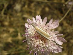Pleurota aristella