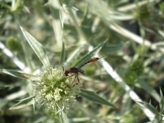 Gasteruption hastator