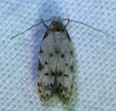 Taygete attributella