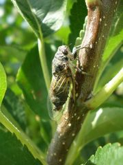 Cicadatra atra