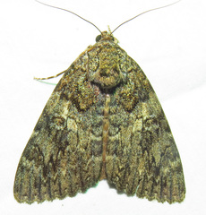 Catocala umbrosa