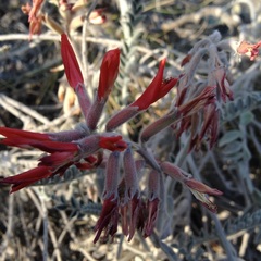 Astragalus helleri