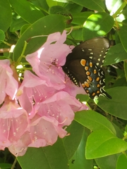 Papilio troilus