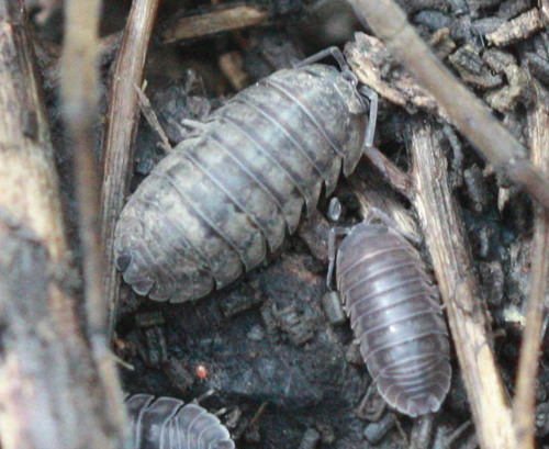 Armadillidium nasatum