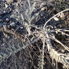 Astragalus helleri
