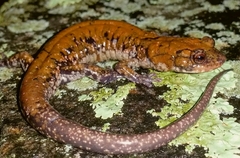 Plethodon petraeus