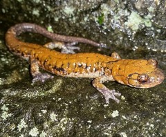 Plethodon petraeus