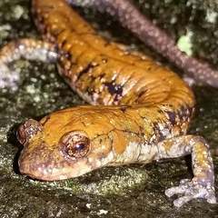 Plethodon petraeus