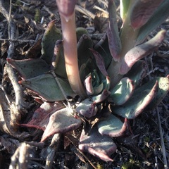 Echeveria heterosepala