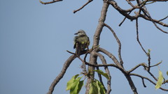 Tyrannus melancholicus