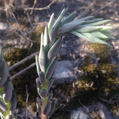 Echeveria heterosepala