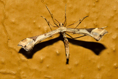 Platyptilia