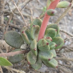Echeveria amoena