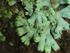 Marchantia emarginata