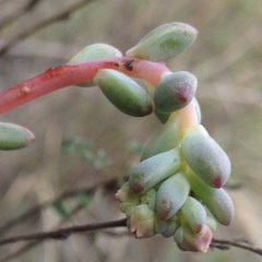 Echeveria amoena